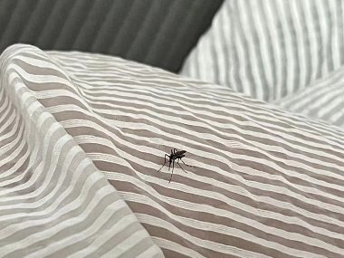 荔城病媒生物防控公司除蚊滅蚊，夏季如何防治蚊子