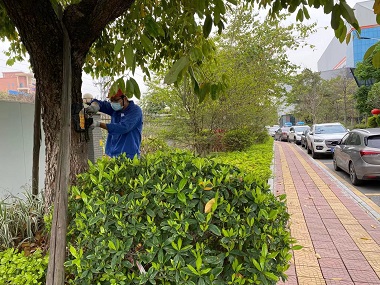 石灘殺滅白蟻中心園林綠化滅治白蟻的有效方法